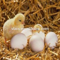 Auto temperature sensor industrial chicken machine 8448 egg incubator